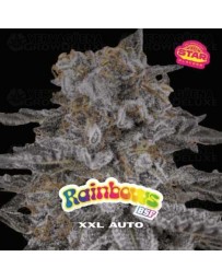 Rainbows XXL Auto - BSF Seeds