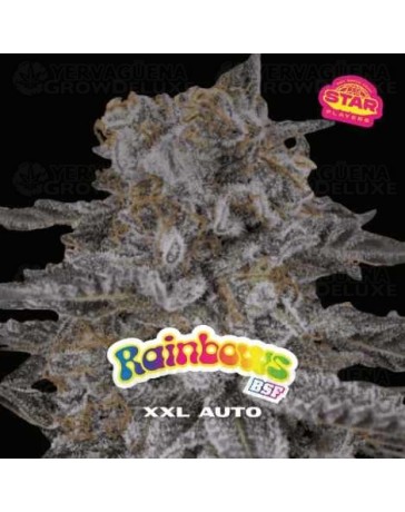 Rainbows XXL Auto - BSF Seeds