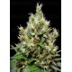 Northern CBD Seeds