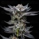 Gorilla Auto - BSF Seeds