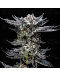 Gorilla Auto - BSF Seeds