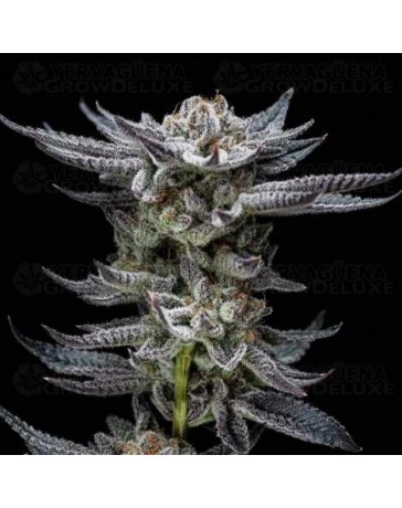 Gorilla Auto - BSF Seeds