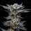 Gorilla Auto - BSF Seeds