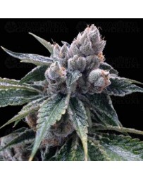 White Walker Kush - DNA Genetics