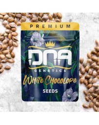 White Chocolope - DNA Genetics