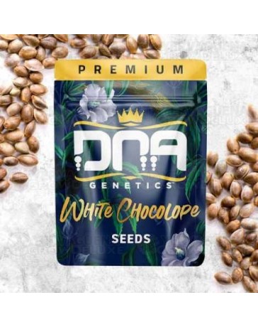 White Chocolope - DNA Genetics
