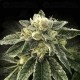White Chocolope - DNA Genetics