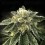 White Chocolope - DNA Genetics