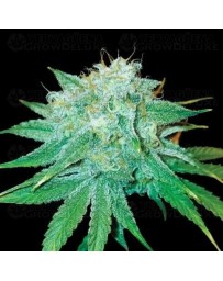 The Stinking Rose - DNA Genetics