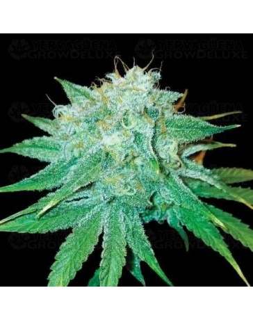 The Stinking Rose - DNA Genetics