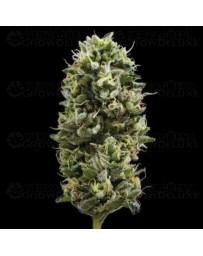 Snack Pack - DNA Genetics