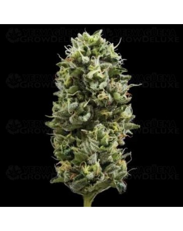 Snack Pack - DNA Genetics