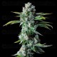 Skywalker Kush - DNA Genetics
