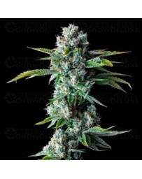 Skywalker Kush - DNA Genetics