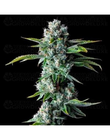 Skywalker Kush - DNA Genetics