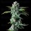 Skywalker Kush - DNA Genetics