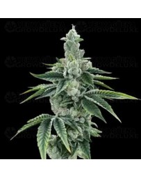 Recon 2.0 - DNA Genetics