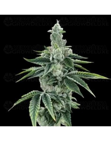 Recon 2.0 - DNA Genetics