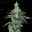 Recon 2.0 - DNA Genetics