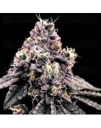 Kosher Pie - DNA Genetics
