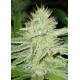 Shark CBD Seeds