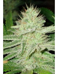 Shark CBD Seeds