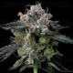 Four Prophets - DNA Genetics