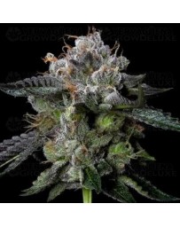 Four Prophets - DNA Genetics