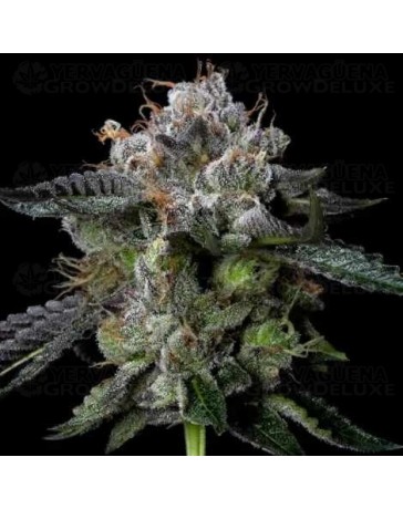 Four Prophets - DNA Genetics