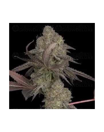 DNA Cake - DNA Genetics
