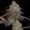 DNA Cake - DNA Genetics