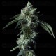 DNA Cake - DNA Genetics