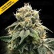 Chocolate Truffle Shuffle - DNA Genetics