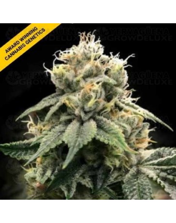 Chocolate Truffle Shuffle - DNA Genetics