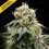 Chocolate Truffle Shuffle - DNA Genetics