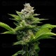 Challah Cake - DNA Genetics