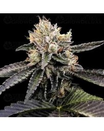 Cataract Cake - DNA Genetics