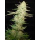 Widow CBD Seeds
