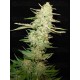 Widow CBD Seeds