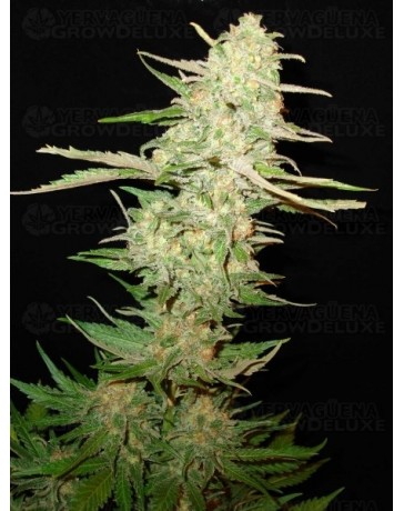 Widow CBD Seeds