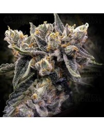 Bruised Bananas - DNA Genetics