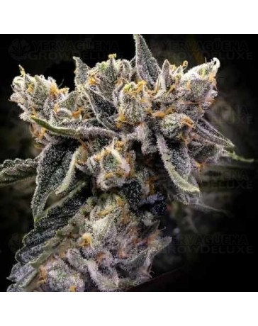 Bruised Bananas - DNA Genetics