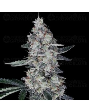 Watermelon Man Auto - DNA Genetics