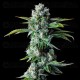 Skywalker Kush Auto - DNA Genetics