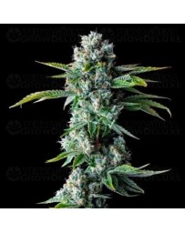 Skywalker Kush Auto - DNA Genetics