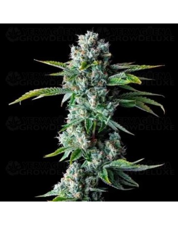 Skywalker Kush Auto - DNA Genetics