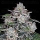 Return of the MAC Auto - DNA Genetics