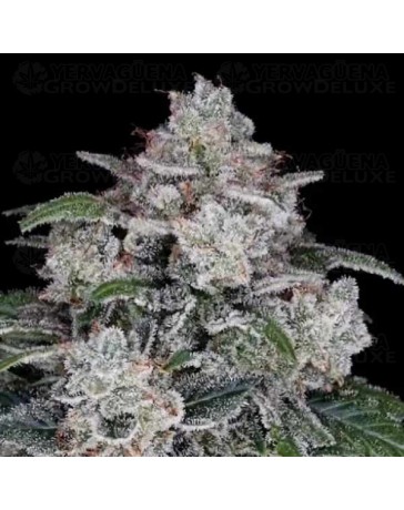Return of the MAC Auto - DNA Genetics