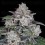 Return of the MAC Auto - DNA Genetics