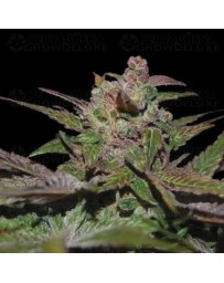 Purple Wreck - DNA Genetics